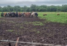 FMD spreads across Eswatini, livestock sales suspended