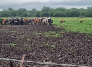FMD spreads across Eswatini, livestock sales suspended