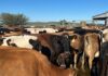 Eastern Cape steps up FMD containment campaign