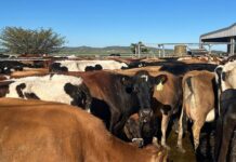 Eastern Cape steps up FMD containment campaign
