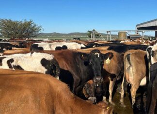 Eastern Cape steps up FMD containment campaign