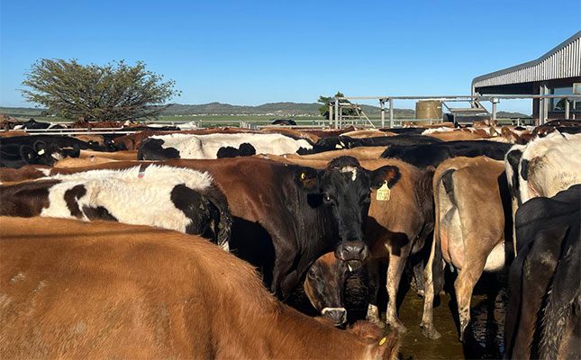 Eastern Cape steps up FMD containment campaign