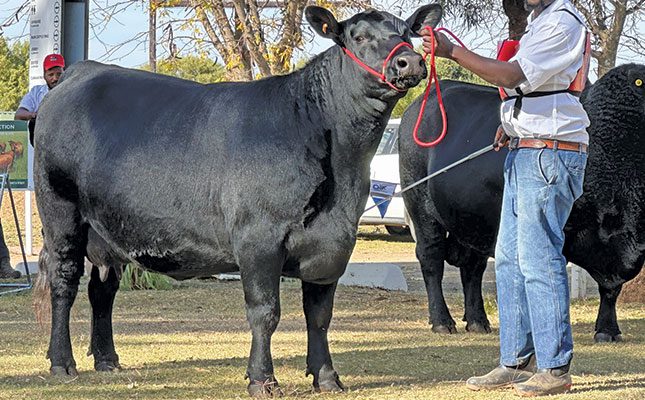 How to show off your animals in a show ring