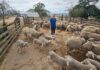 The pressure on veterinary care in South African agriculture