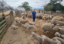 The pressure on veterinary care in South African agriculture