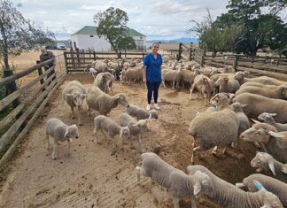 The pressure on veterinary care in South African agriculture