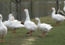 Reliable market access is key to expanding South African goose farming