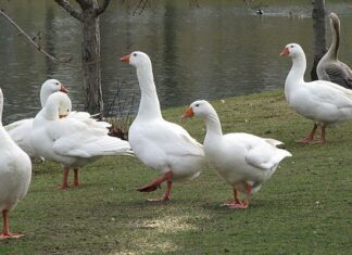 Reliable market access is key to expanding South African goose farming