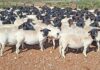 Dorper veld rams that can adapt to any situation