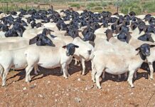 Dorper veld rams that can adapt to any situation