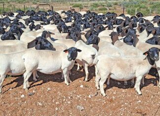 Dorper veld rams that can adapt to any situation