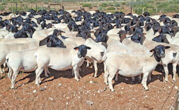 Dorper veld rams that can adapt to any situation