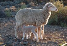 Deep dive into SA’s Merino wool industry and the luxury textile market