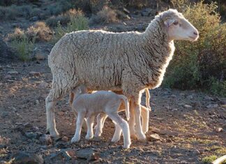 Deep dive into SA’s Merino wool industry and the luxury textile market