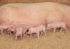 FMD: Pig industry on high alert as biosecurity pressure intensifies new born piglets