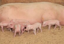 FMD: Pig industry on high alert as biosecurity pressure intensifies new born piglets
