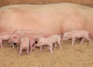 FMD: Pig industry on high alert as biosecurity pressure intensifies