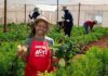 Corporate partnerships help communities grow their own food Nomxoliswa Makhabane