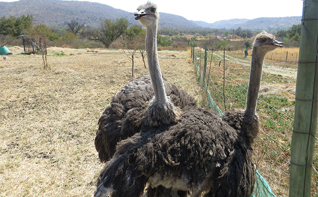 Zimbabwe ostrich industry at a crossroads
