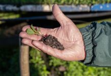 Broad skillsets pave road to labour success in agriculture Plant-on-a-hand