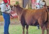 How to show off your animals in a show ring
