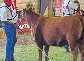 How to show off your animals in a show ring