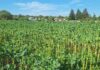 Zim city’s suburban community gardens drive urban farming Simunye-Garden-in-Bulawayo