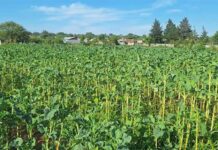 Zim city’s suburban community gardens drive urban farming Simunye-Garden-in-Bulawayo