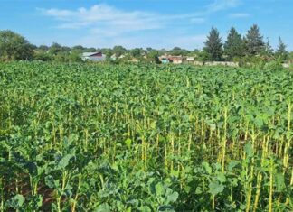 Zim city’s suburban community gardens drive urban farming Simunye-Garden-in-Bulawayo