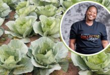Metropolitan Collective Shapers empowers SA’s youth entrepreneurs Siphindile Hlengwa