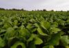 Malawi tobacco farmers reap rewards, but challenges remain