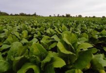 Malawi tobacco farmers reap rewards, but challenges remain