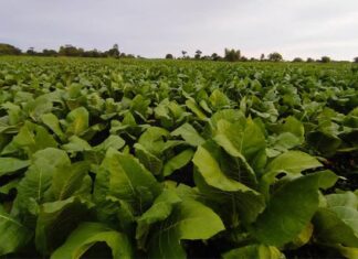 Malawi tobacco farmers reap rewards, but challenges remain