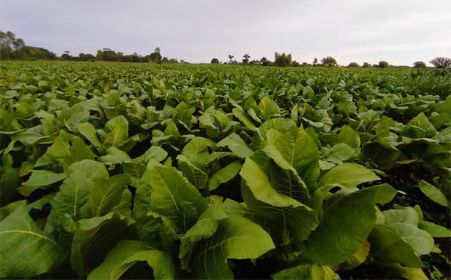Malawi tobacco farmers reap rewards, but challenges remain