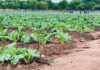 Agricultural village business units transform rural Zimbabwe
