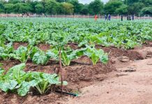 Agricultural village business units transform rural Zimbabwe