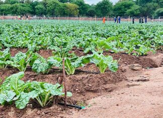 Agricultural village business units transform rural Zimbabwe