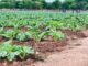 Agricultural village business units transform rural Zimbabwe