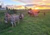 Miniature Mediterranean Donkeys popular as pets in South Africa