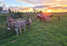 Miniature Mediterranean Donkeys popular as pets in South Africa