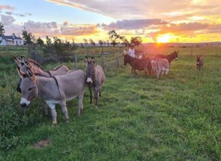 Miniature Mediterranean Donkeys popular as pets in South Africa