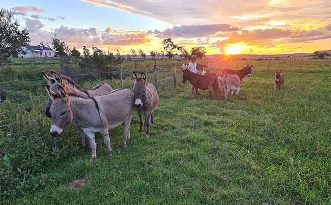 Miniature Mediterranean Donkeys popular as pets in South Africa