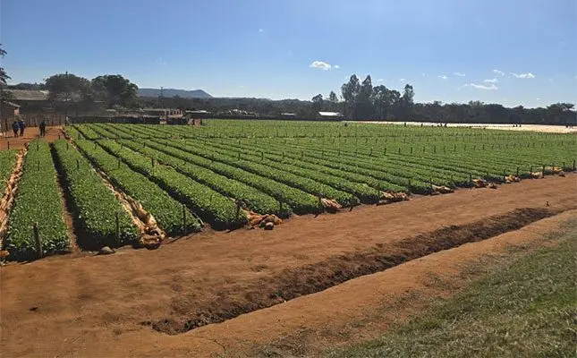 How perseverance turned a bookshop owner into Zimbabwe’s top tobacco farmer