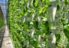 Vertical farming searches for sustainable growth after hype fades