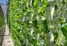 Vertical farming searches for sustainable growth after hype fades