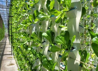 Vertical farming searches for sustainable growth after hype fades