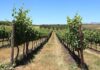 Long-term thinking is key to the wine industry’s survival