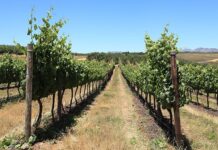 Long-term thinking is key to the wine industry’s survival