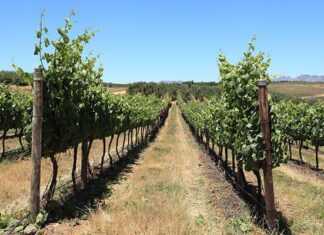 Long-term thinking is key to the wine industry’s survival