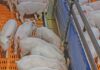 Weaner to grower: piggery turns waste into profit weaner pigs